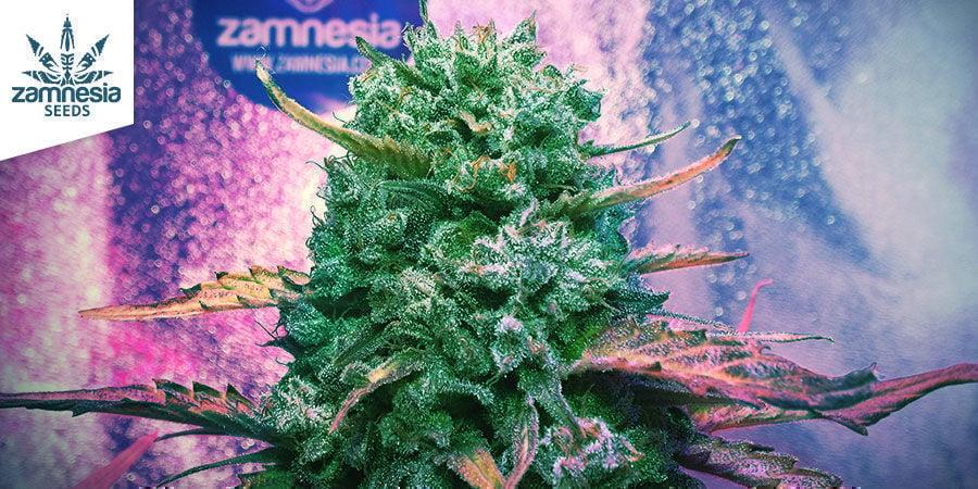 Top 10 Best Feminized Cannabis Strains - Zamnesia